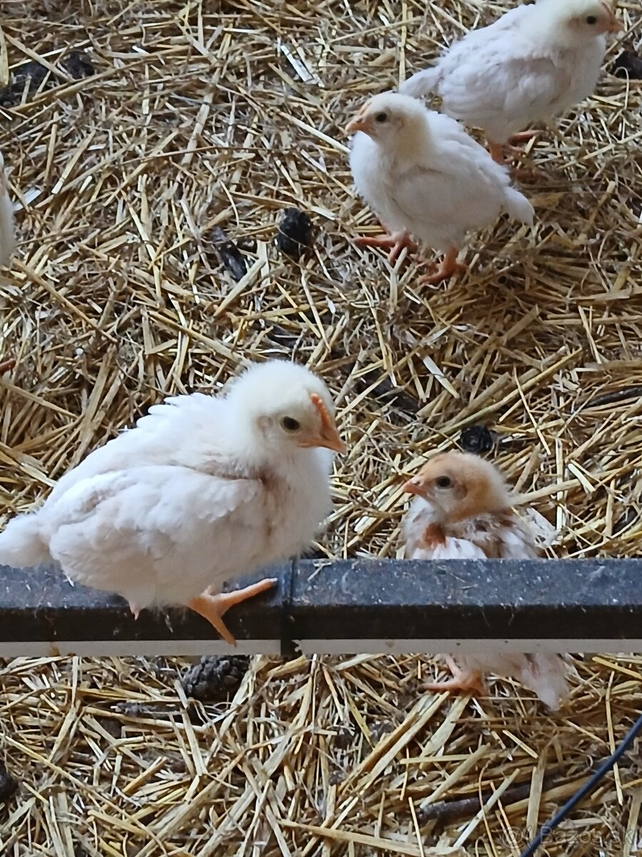 Lohman brovn clasic - 3