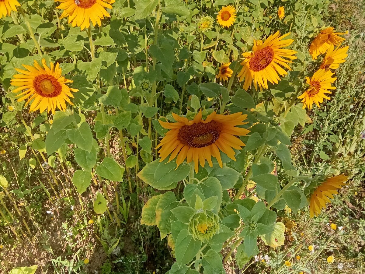 Slnečnica 🌻 - 3