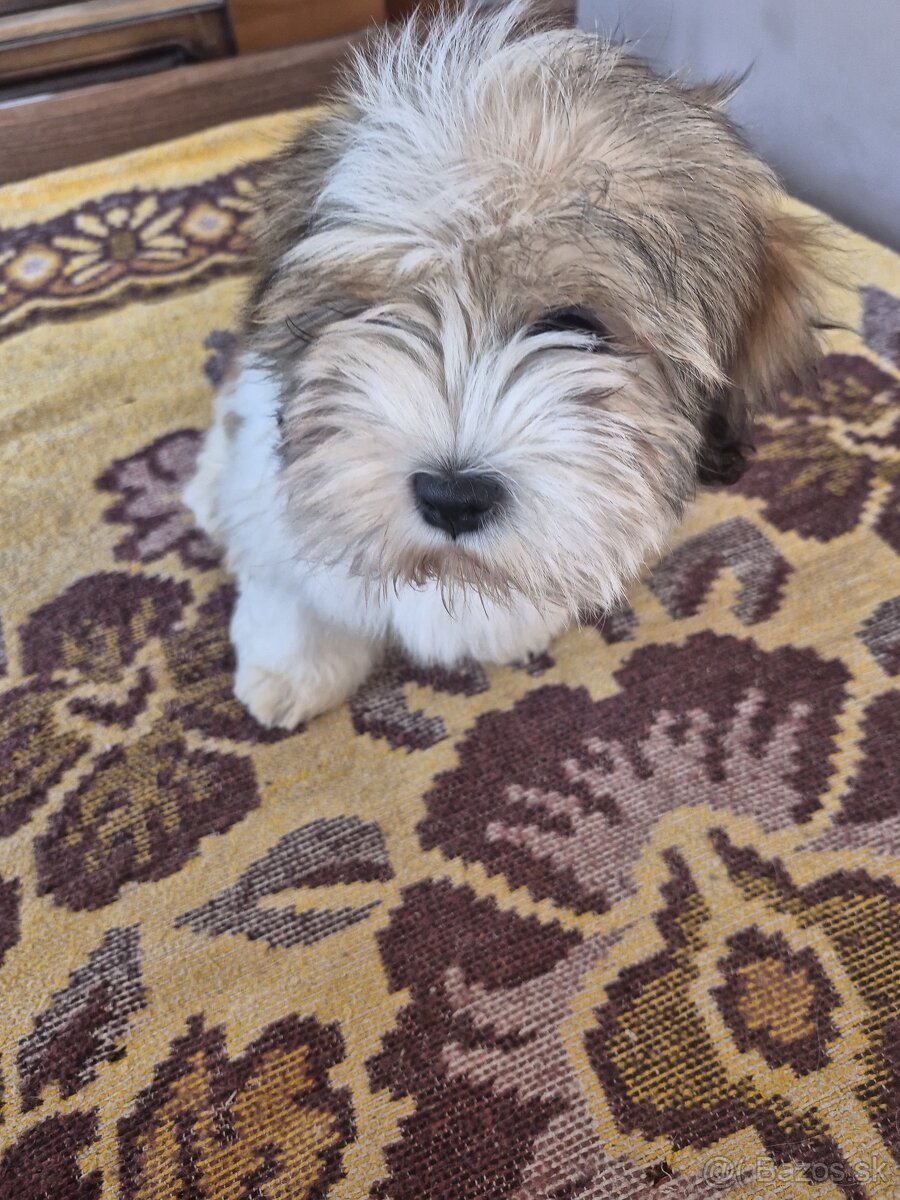 Šteniatka Lhasa Apso bez PP - 3