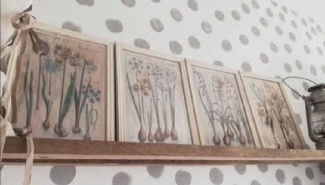 Sada 4 kusov botanických obrázkov Cibuľoviny... - 3