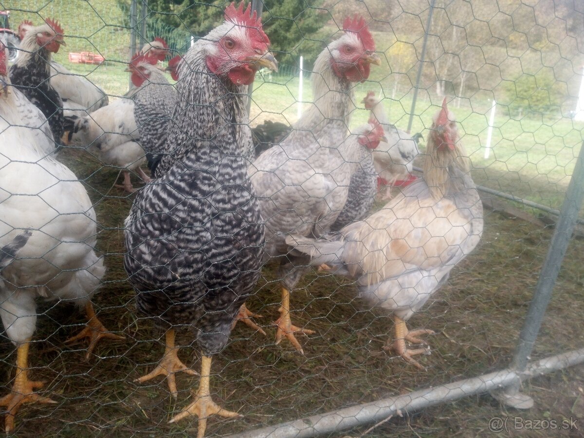 Mladé kohútiky - 3