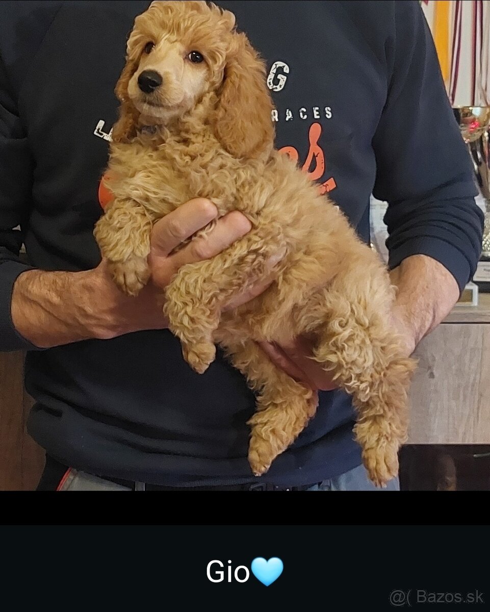 Psik pudel pudlik s PP - 3