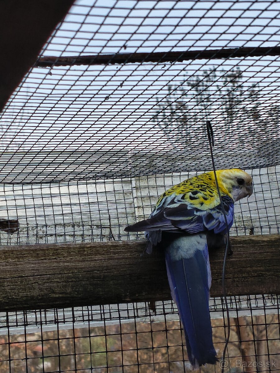 Rozela Žltohlava - 3