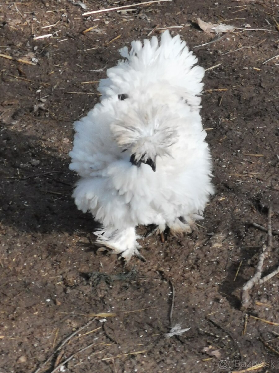 Nasadové vajíčka hodvábnicka - 3