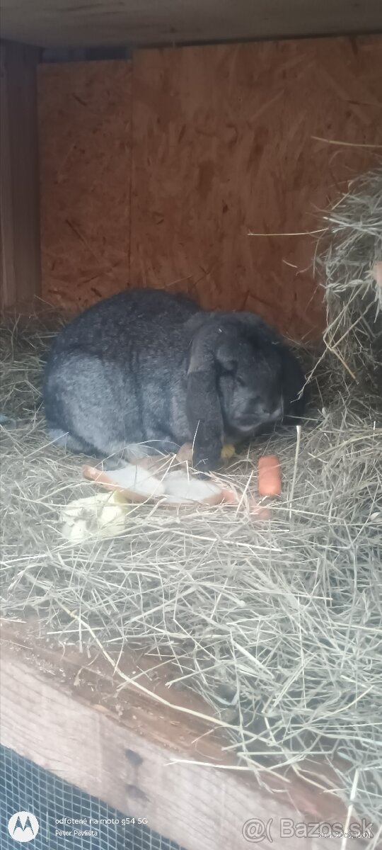 Francúzsky baran samica cca 2 roky - 3