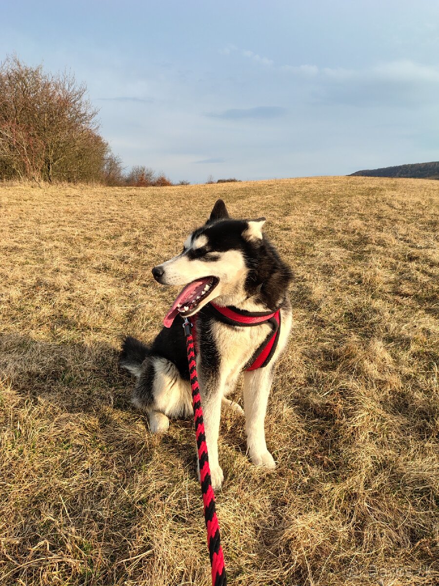 Sibírsky Husky fenka - 3