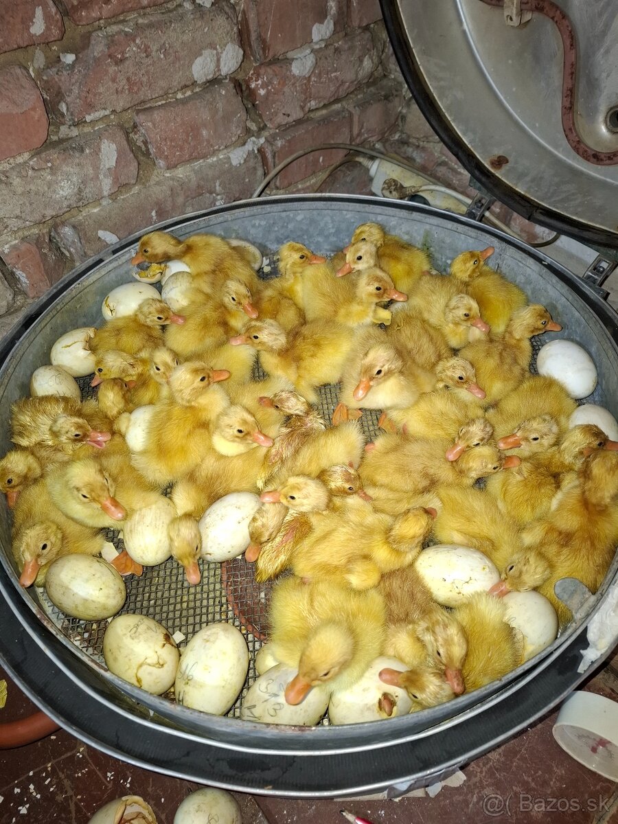 Kačiatká pekingské - 3