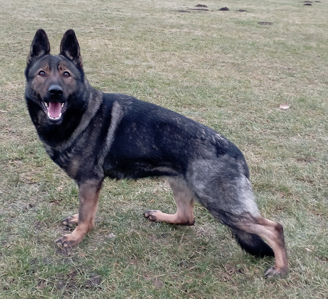 Nemecký ovčiak - šteniatka s PP - 3