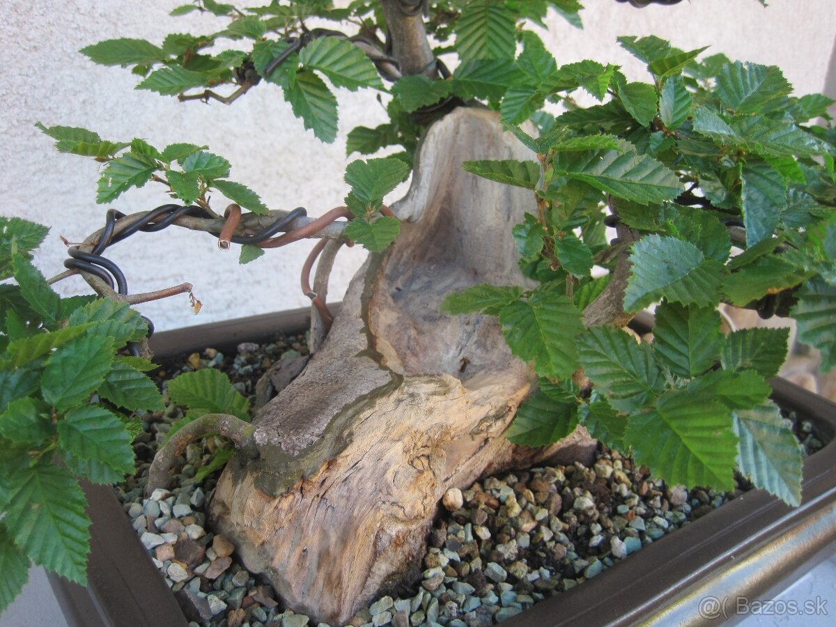 bonsai,bonsaj-hrab 1 - 3