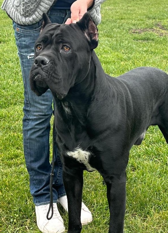 Krytie Cane corso - 3