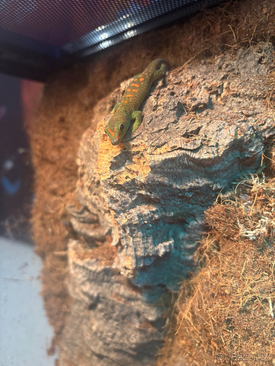 ❗️ZĽAVA❗️Zariadené terarium Phelsumy - 3