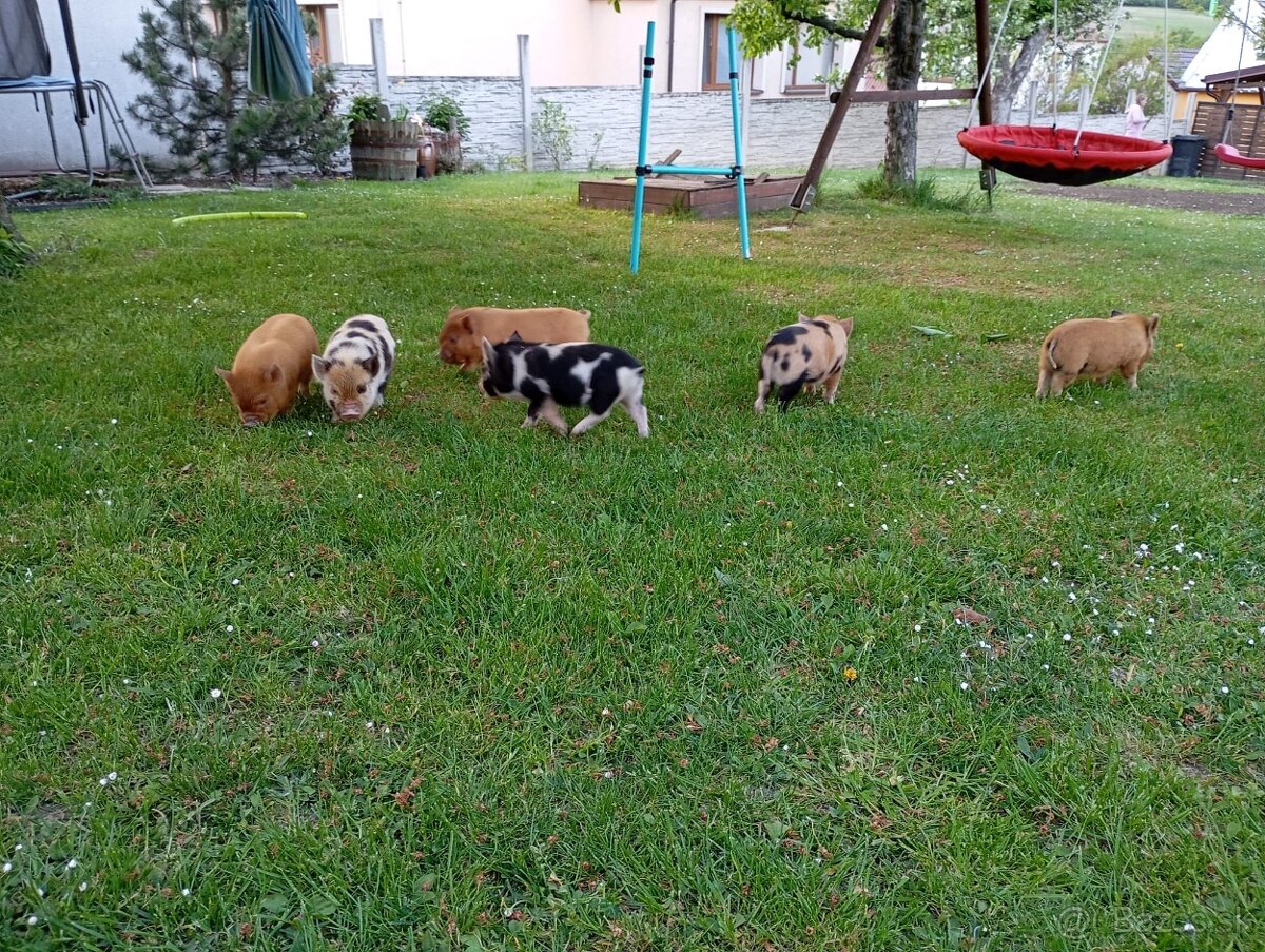 Kune Kune - selátka - 3