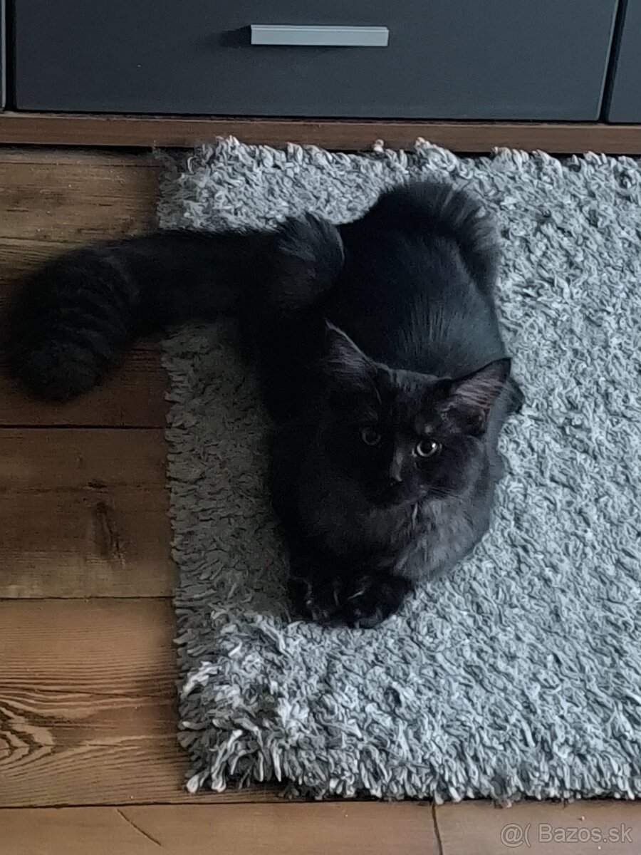 Predám mačiatka Maine coon - 3