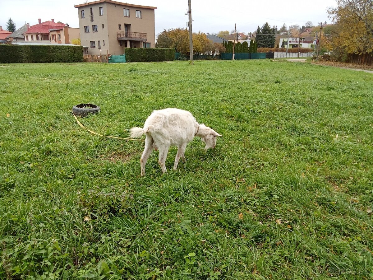 Predám alebo vymením kozu - 3