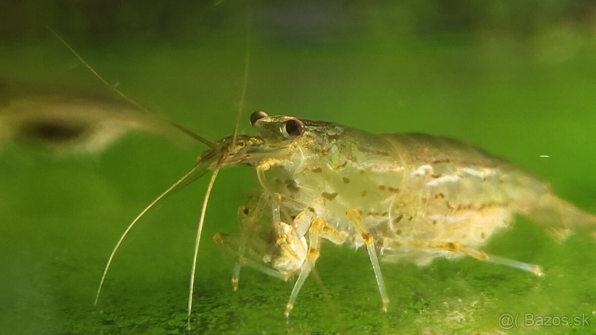 Krevetky Caridina Multidentata (Amano, Japonica) - 3