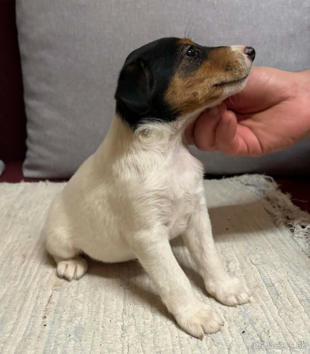 Hladkosrsty foxterier - 3