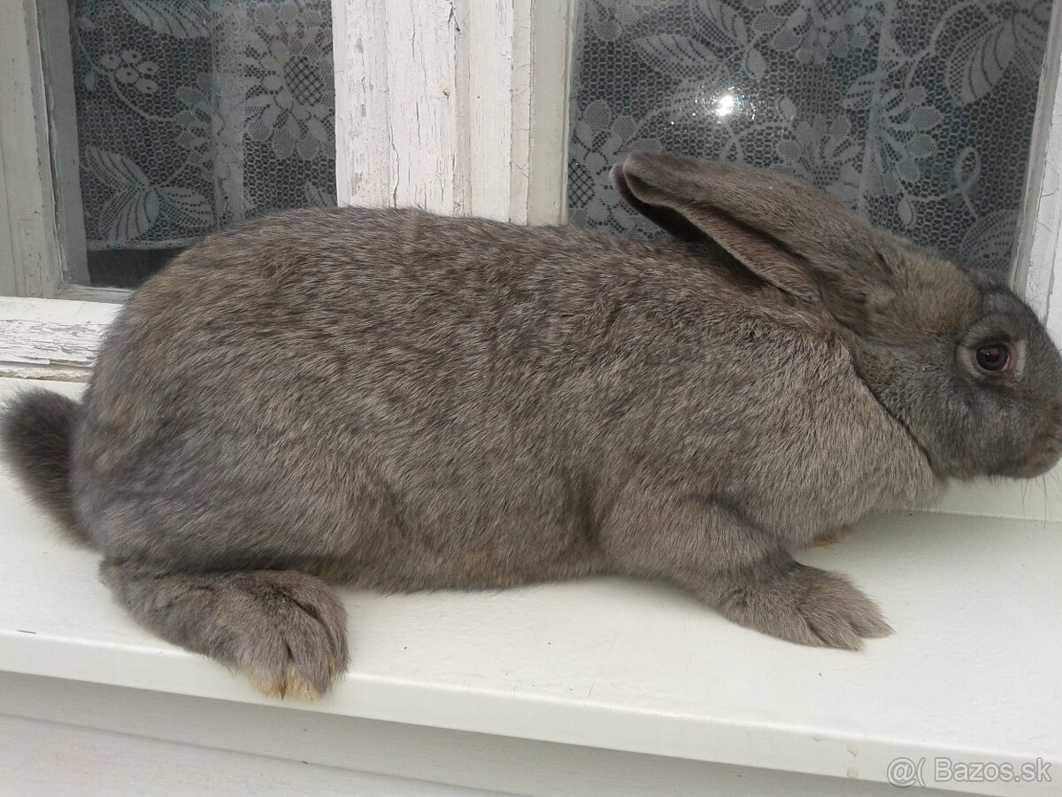 11 mesačne pripustene samice na predaj - 3