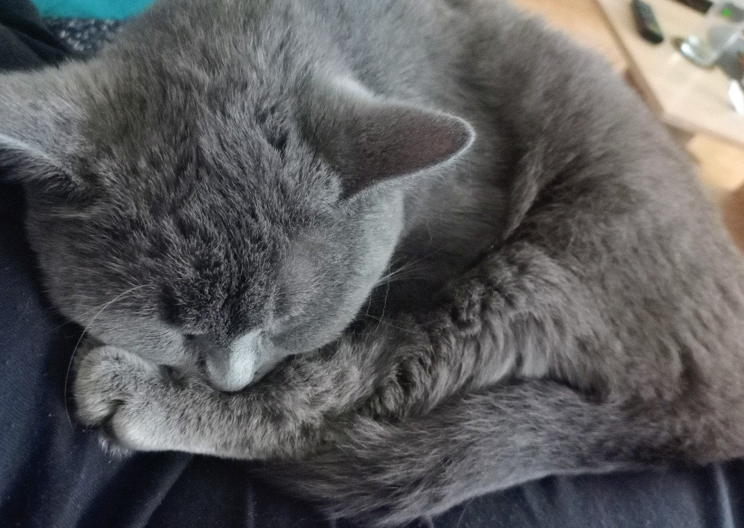 Britská modrá mačka - 3