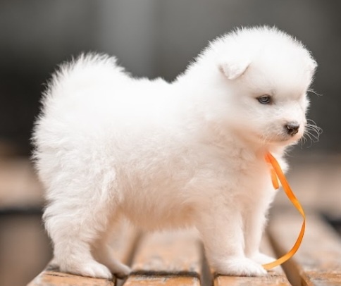Samojed - 3
