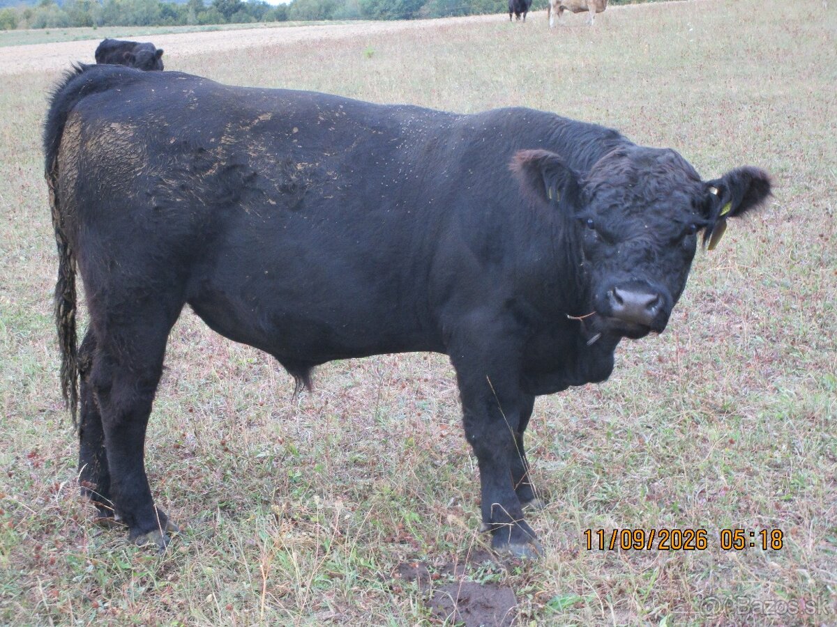 Predám býky - 3