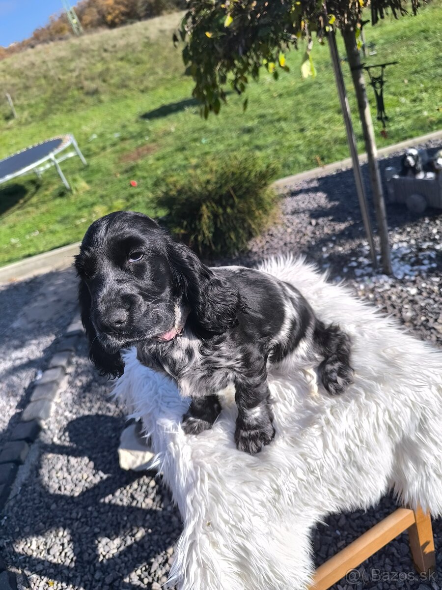 Anglický kokeršpaniel šteniatko - 3