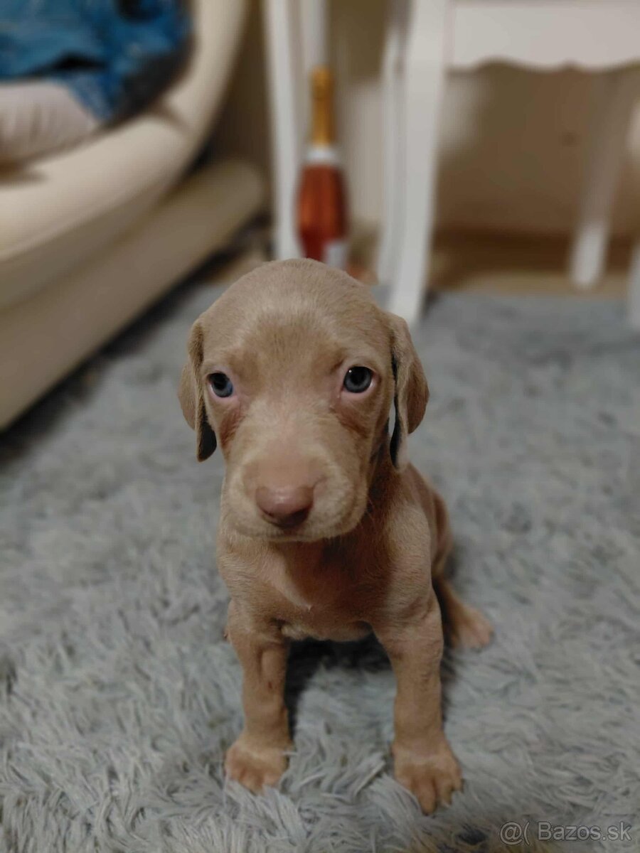 Weimarsky stavac cistokrvni bez papierov - 3