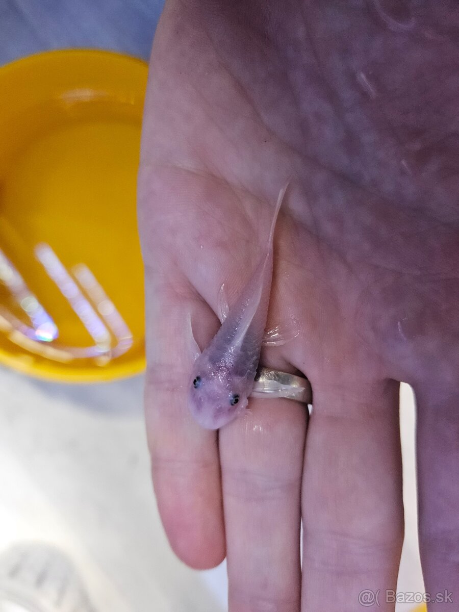 Ancistrus Super White Long Fin - 3