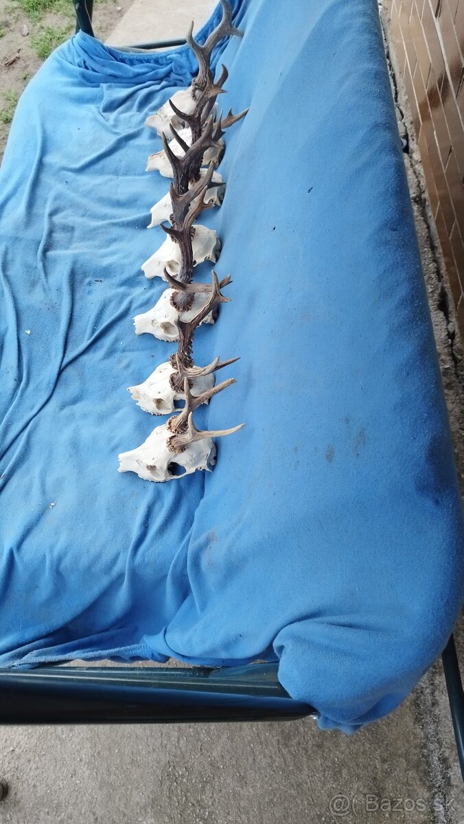 Predám srnčie trofeje parožie, zhody, srnčie. - 3