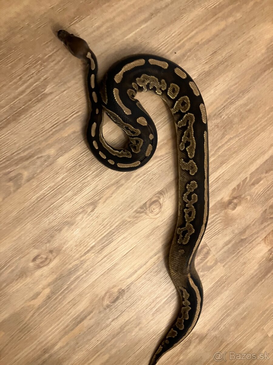 Pytón kráľovský samica Cinnamon 50% het pied (ringer) 11/22 - 3