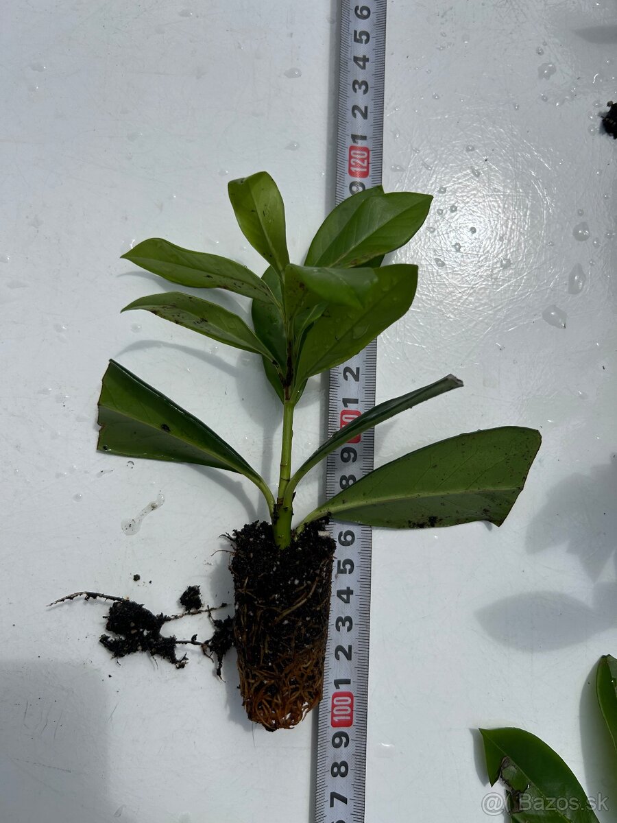 Vavrinovec lekarsky novita živy plot - 3