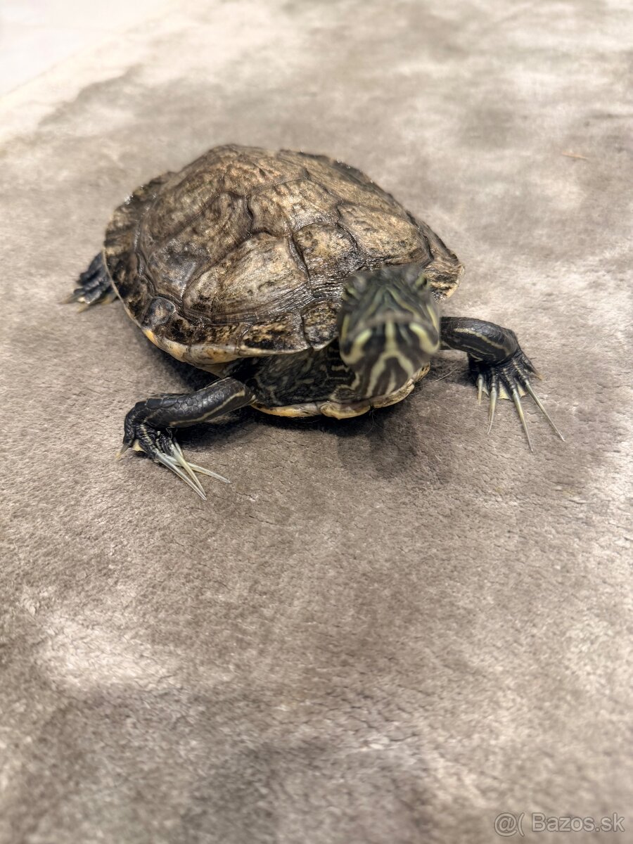 Vodná korytnačka - 3