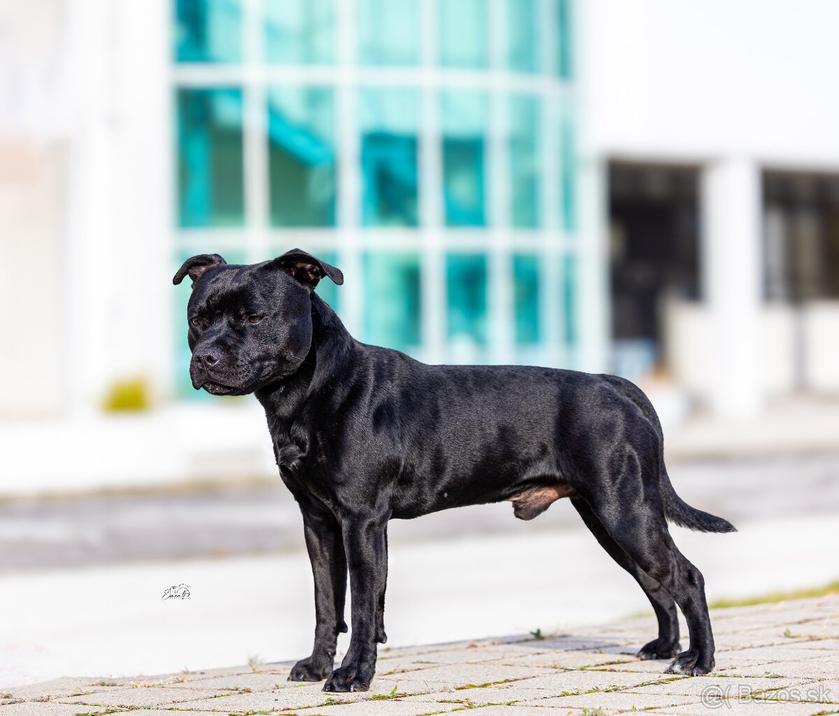 stafordšírsky bulteriér - 3