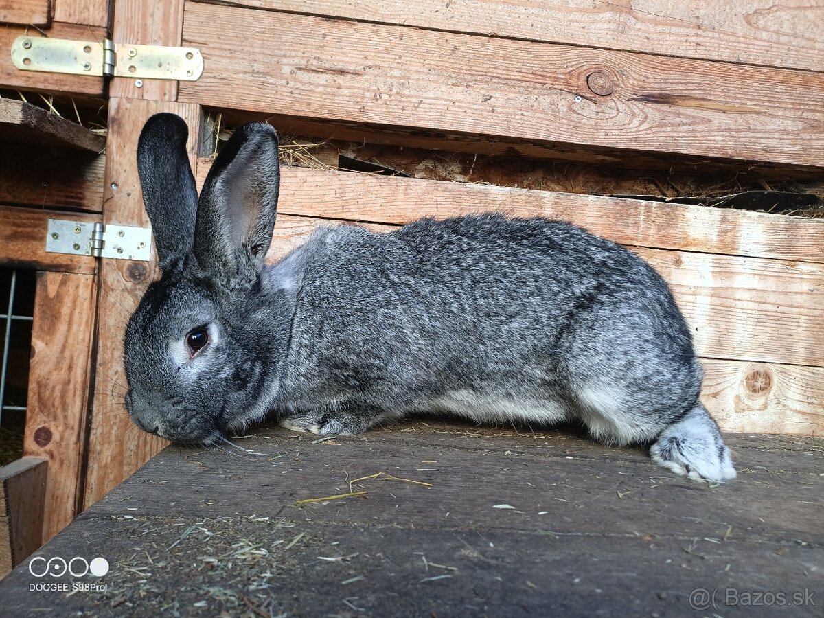 Samica Činčila veľká - 3