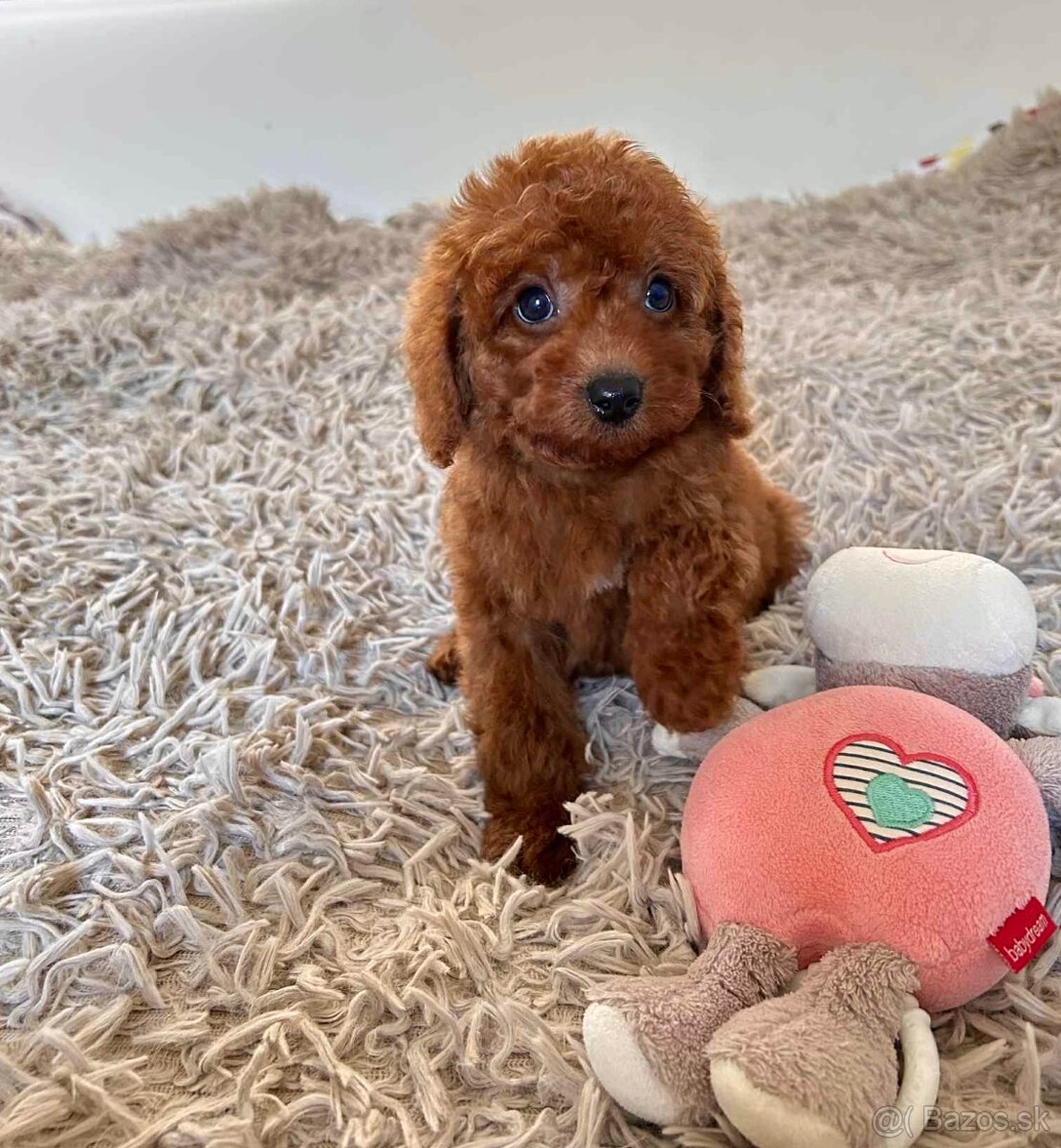 Dark Red Poodle girls pudel pudlik pudl - 3