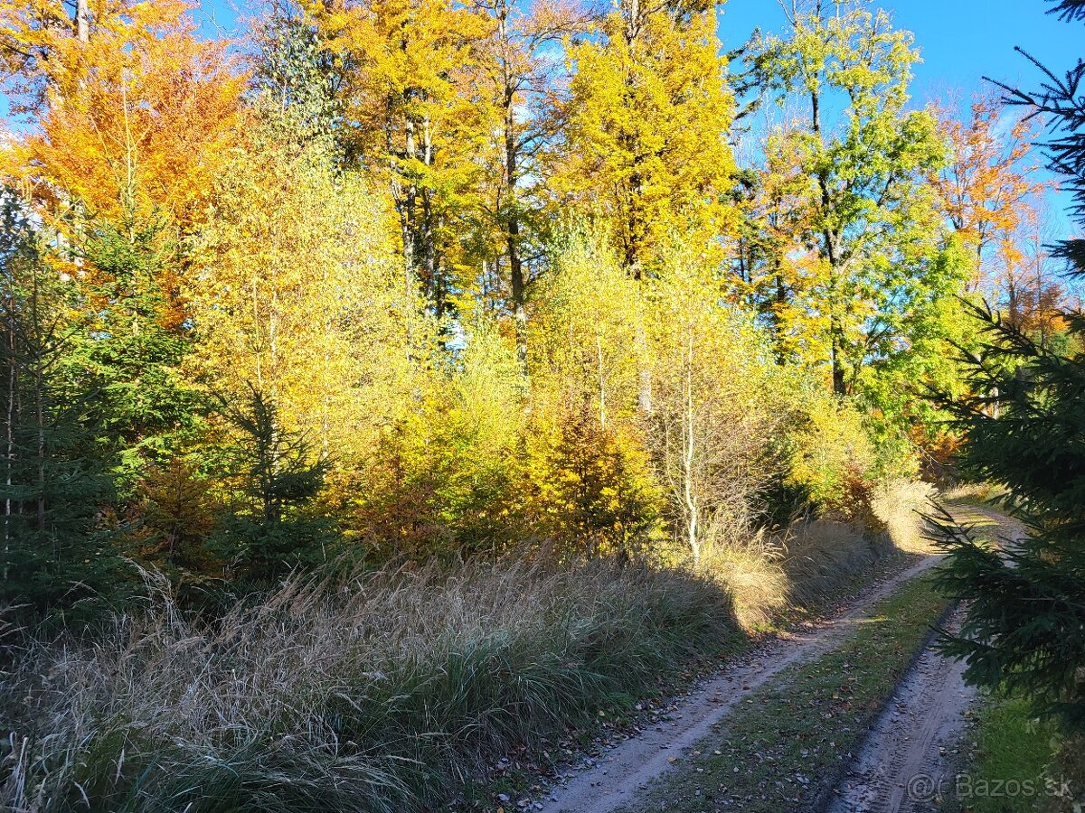 Vymením 3,8 ha lesného pozemku za ornú pôdu - 3