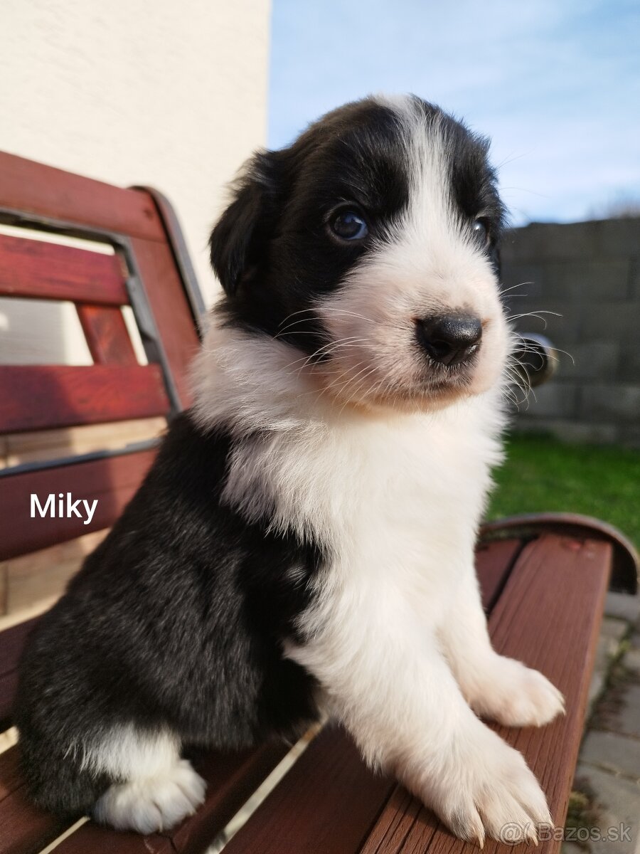 Šteniatka border kólia - 3