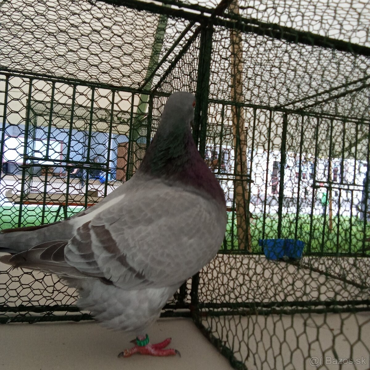 Predam holuby texan - 3