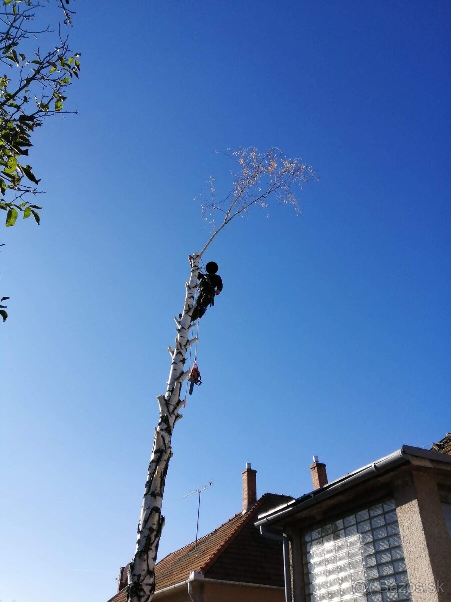 Pílenie a orez stromov - 3