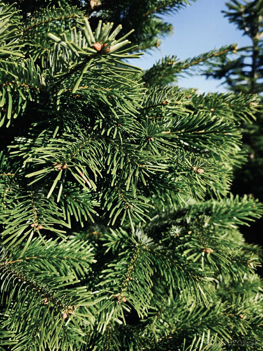 Kaukazská jedľa 1,70-2,00 smrek vianočné stromčeky - 3