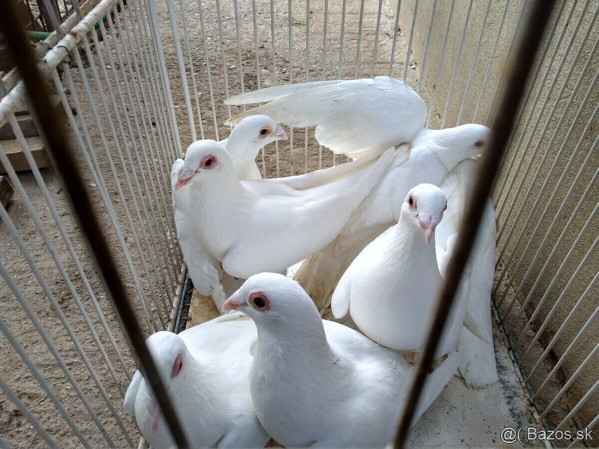 Biele poštové holuby - 3