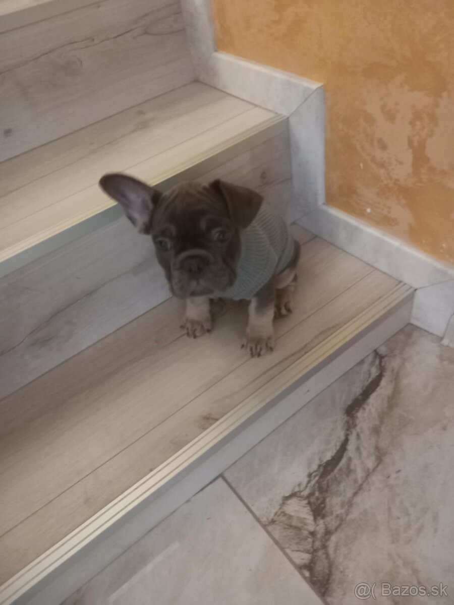 Predam Buldočeka - 3