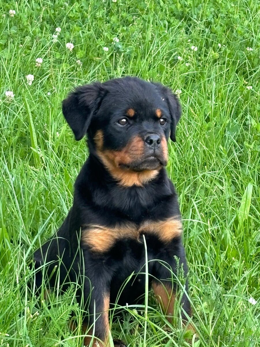 Rottweiler, rotvajler, rottwailer, rtw - 3
