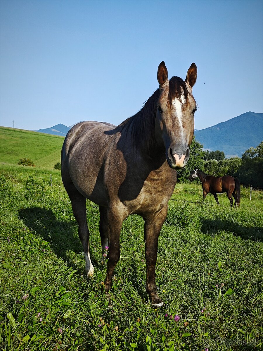 Pripuštanie American quarter horse - 3