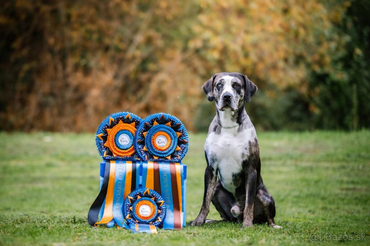 Louisianský leopardí pes Catahoula s PP - 3