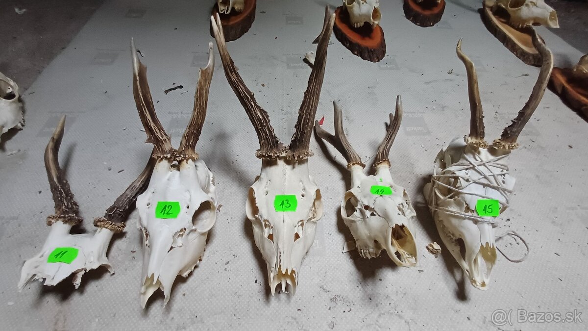 Trofeje - srnec, parožie - 3