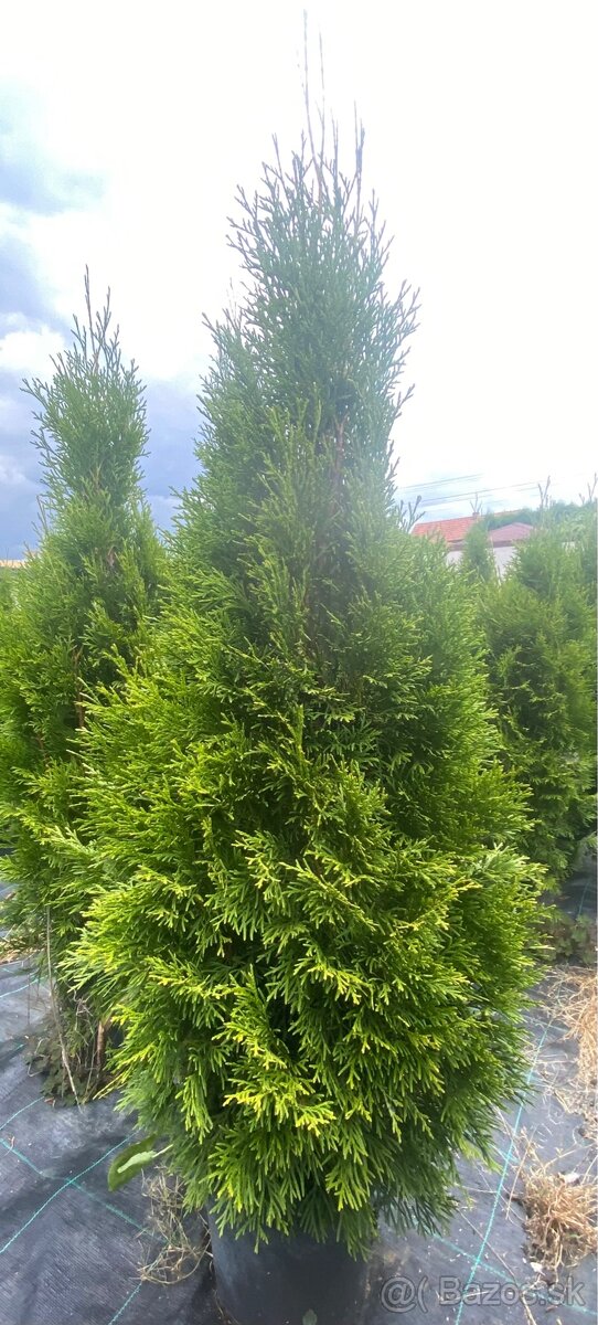 Tuja Smaragd - 3