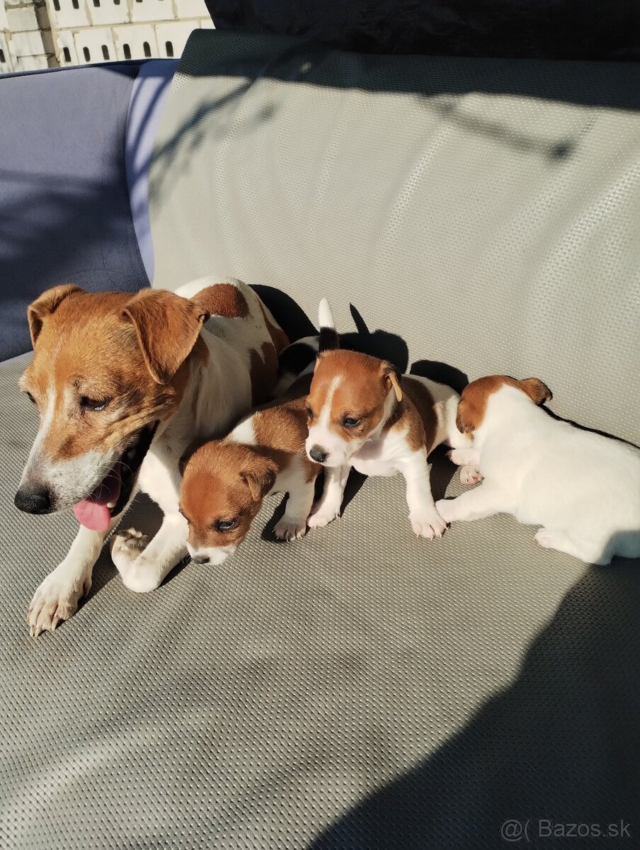 Jack russel terier - 3