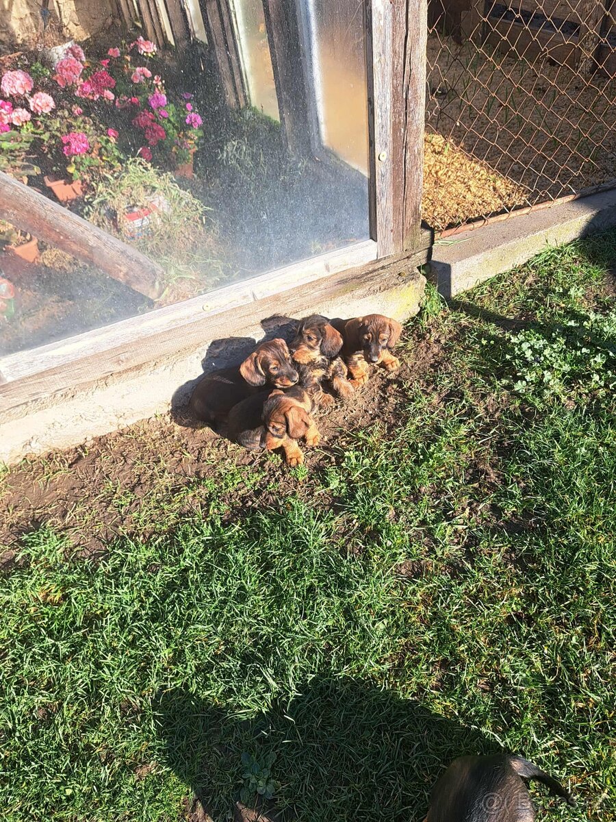 Jazvečík hrubosrstý šteniatka - 3