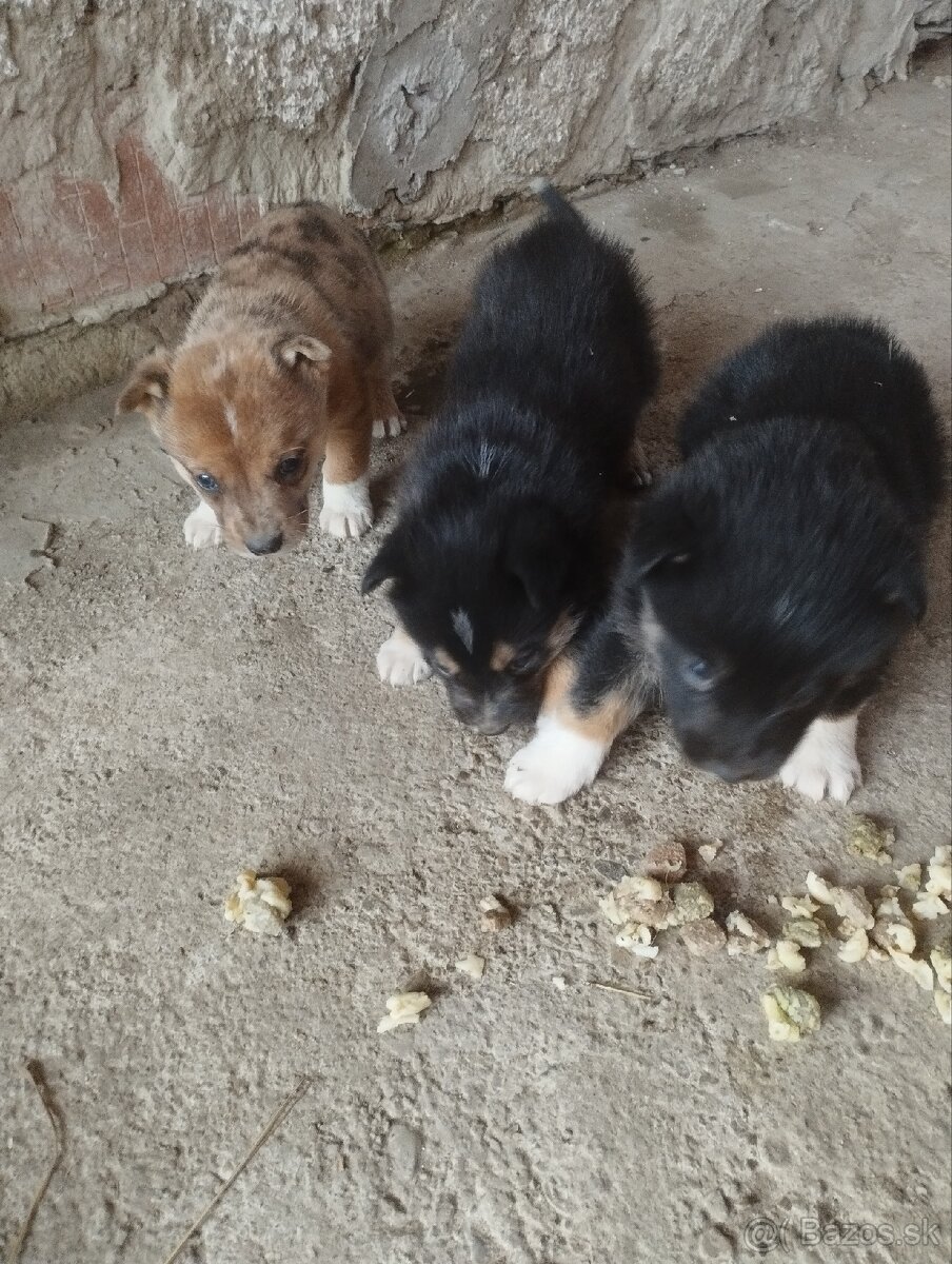 Šteniatka Border Kólia - 3