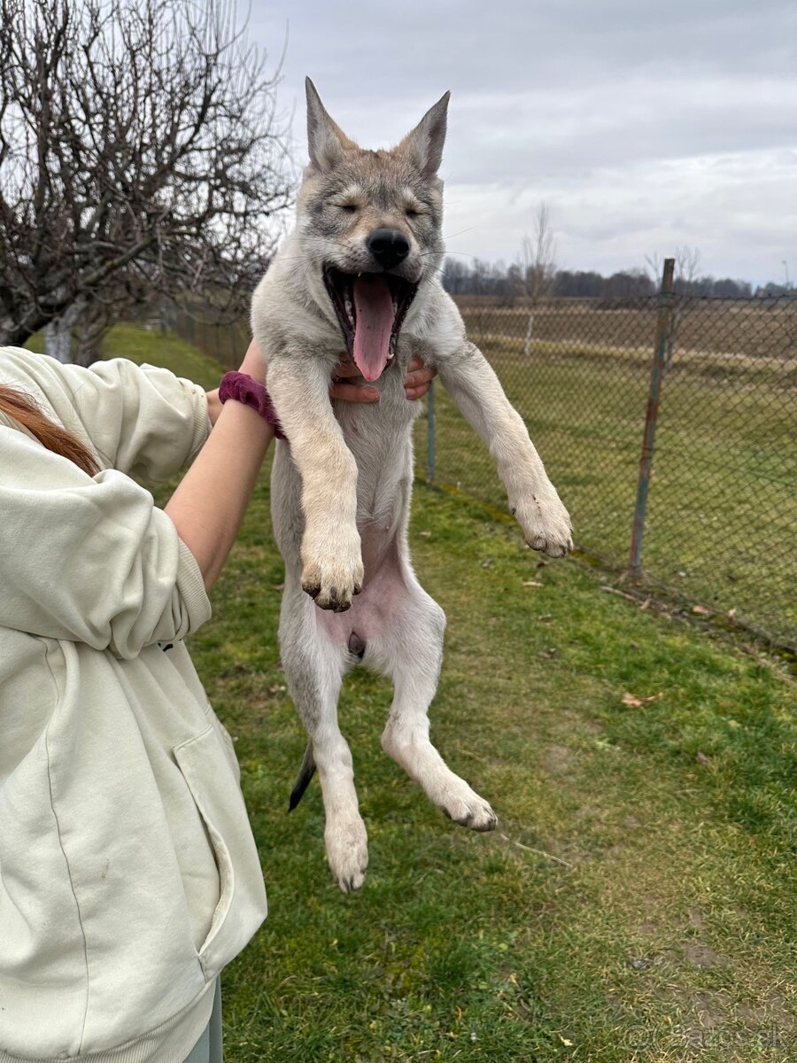 Fenka československý vlčiak s PP - 3